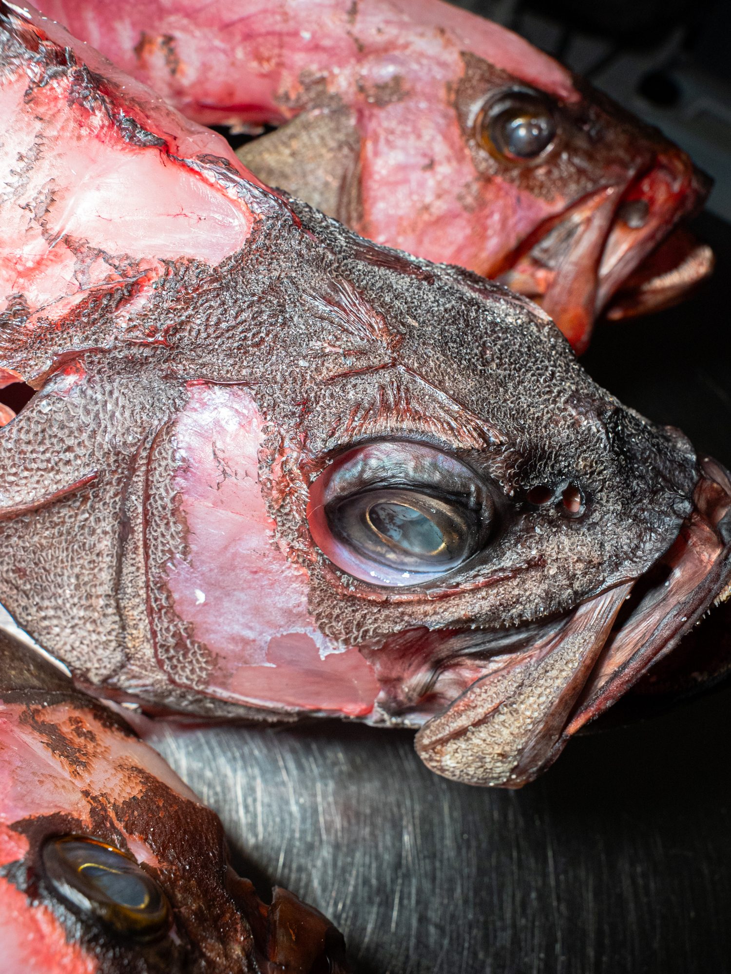 Primo piano della testa di un pesce e della sua carne rossa, su un piano d’acciaio.