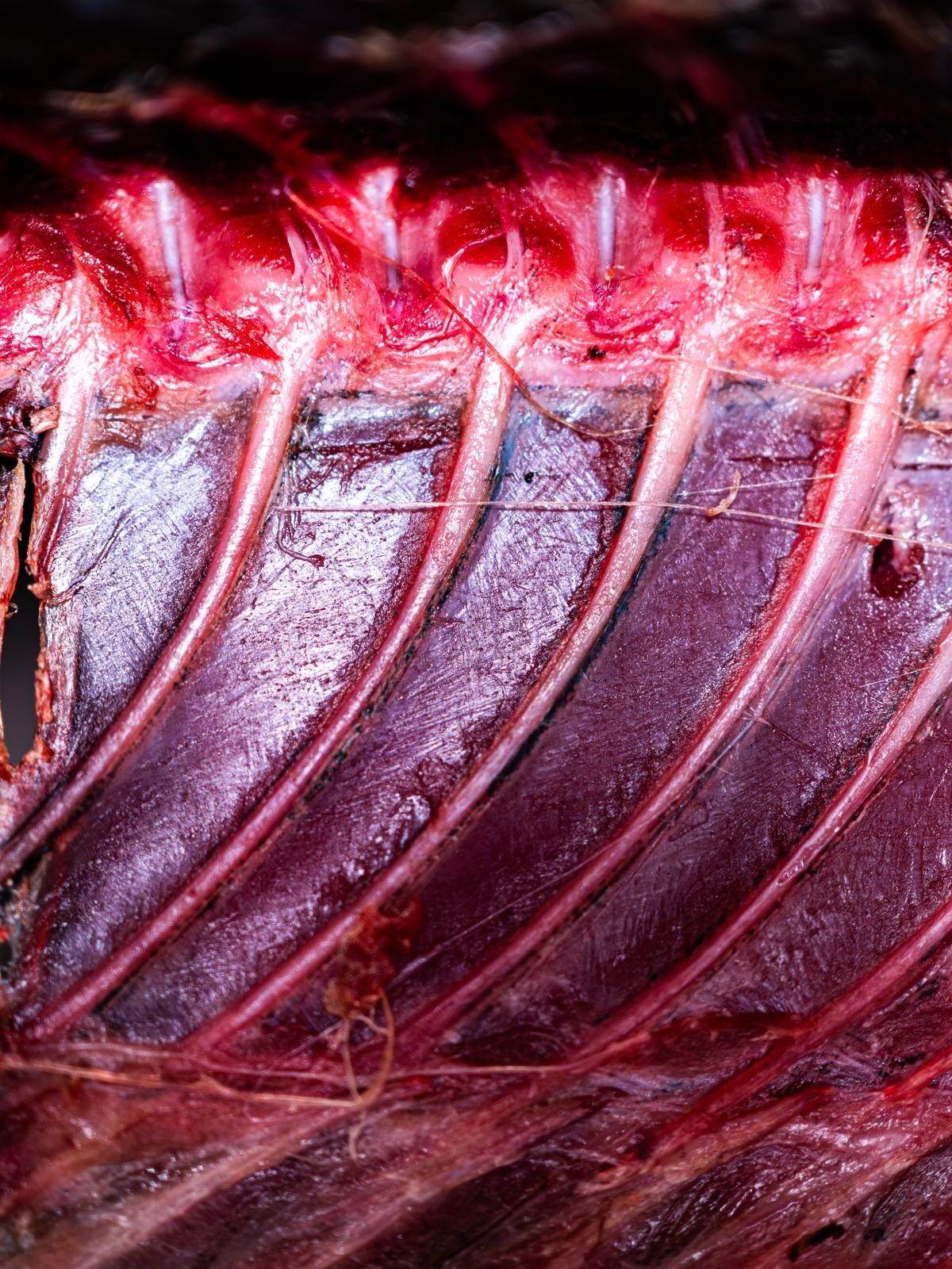 Il fianco di un tonno aperto, da vicino: le costole chiare sulla carne rosso scuro.